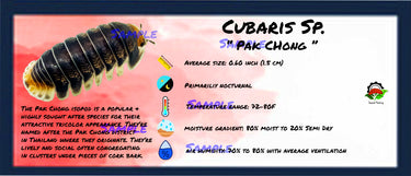 Cubaris Sp. Pak Chong Isopod Bin Label